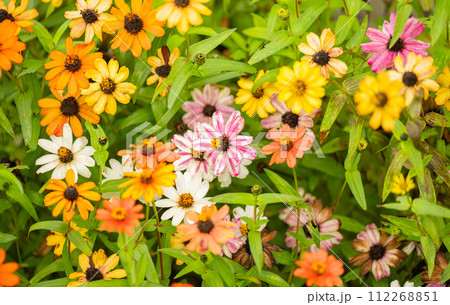 Zinnia angustifolia flowers blooming i 112268851