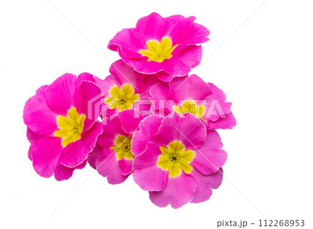 primrose isolated 112268953