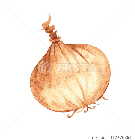 Onion hand drawn botanical watercolor illustration isolated on white background. Vintage stile. Onion hand drawn botanical watercolor illustration isolated on white background. Vintage stile. 112270869