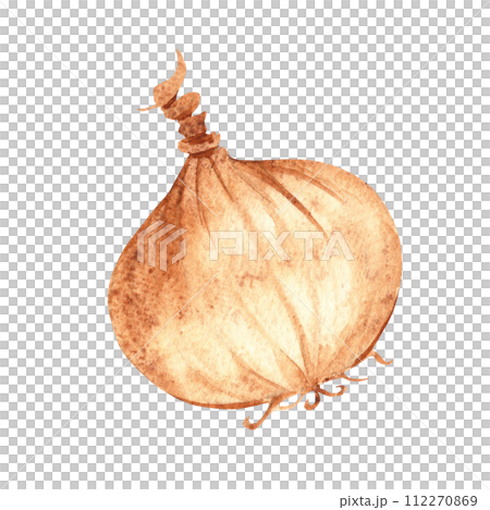 Onion hand drawn botanical watercolor illustration isolated on white background. Vintage stile. Onion hand drawn botanical watercolor illustration isolated on white background. Vintage stile. 112270869