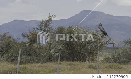 Majestic Brown Eagle Perched by Roadside in Wild 112270906
