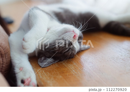 仰向けで寝る猫 仰向けで寝る猫 112270920