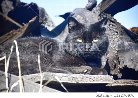 View from the darkness. muzzle a cat View from the darkness. muzzle a cat 112270976