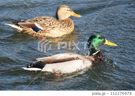 Duck with open wings on a pond. Duck flying over a pond. Duck with open wings. Wild duck. Wild 112270978