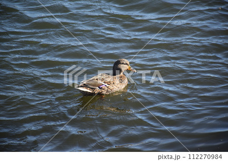 Duck with open wings on a pond. Duck flying over a pond. Duck with open wings. Wild duck. Wild 112270984