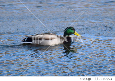 Duck with open wings on a pond. Duck flying over a pond. Duck with open wings. Wild duck. Wild 112270993
