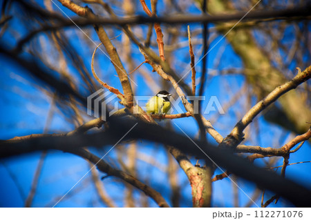 Beautiful background image of a wild robin Erithacus rubecula with stunning colors and a monarch butterfly Danaus plexippus standing on a branch. Tiny and cute bird looking at a prey Beautiful background image of a wild robin Erithacus rubecula with stunning colors and a monarch butterfly Danaus plexippus standing on a branch. Tiny and cute bird looking at a prey 112271076