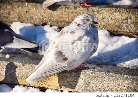 Front view of the face of Rock Pigeon face to face.Rock Pigeons crowd streets and public squares, living on discarded food and offerings 112271104