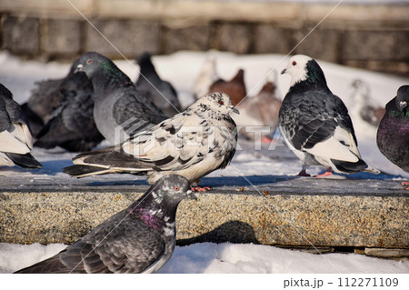 Racing Pigeon Columba livia domestica Adult,stray ,perched on Racing Pigeon Columba livia domestica Adult,stray ,perched on 112271109