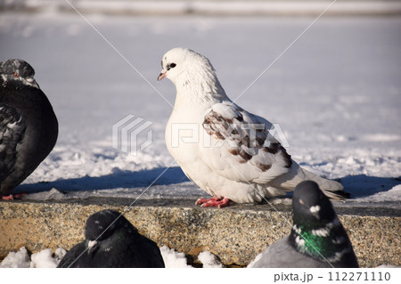 Racing Pigeon Columba livia domestica Adult,stray ,perched on Racing Pigeon Columba livia domestica Adult,stray ,perched on 112271110