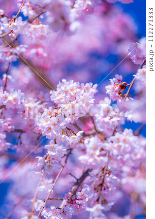 【桜素材】龍巌淵の桜と青空【静岡県】 【桜素材】龍巌淵の桜と青空【静岡県】 112271333