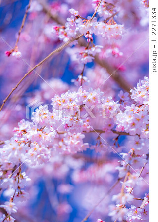 【桜素材】龍巌淵の桜と青空【静岡県】 112271334