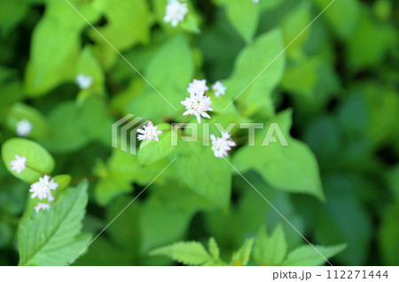 ミゾソバの花 112271444