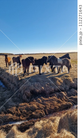 Icelandic wild horses in arctic region, spectacular nordic breed of animals living in herds grazing on fields. Amazing polar landscape and scenery with small horses, scenic route. Icelandic wild horses in arctic region, spectacular nordic breed of animals living in herds grazing on fields. Amazing polar landscape and scenery with small horses, scenic route. 112271643
