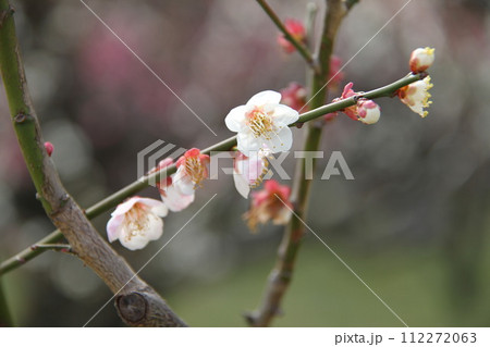 梅薫る大阪城公園の早春の風景 梅薫る大阪城公園の早春の風景 112272063
