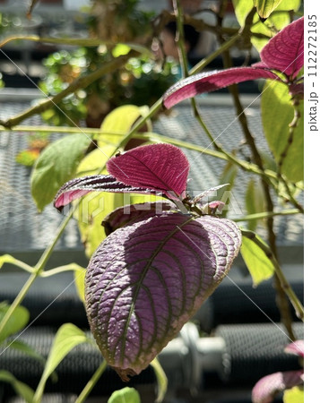 ウラムラサキの葉 Sanchezia dyeranus ウラムラサキの葉 Sanchezia dyeranus 112272185