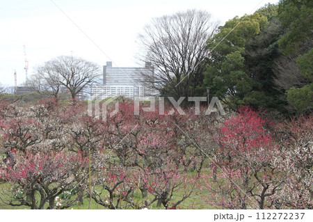 梅薫る大阪城公園の早春の風景 梅薫る大阪城公園の早春の風景 112272237