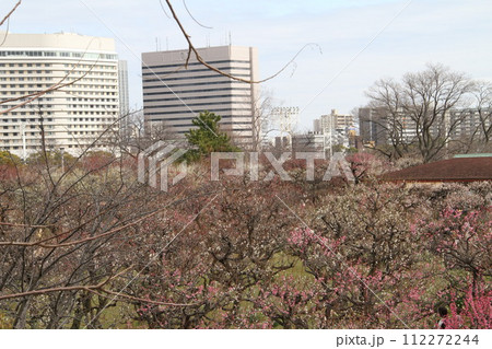 梅薫る大阪城公園の早春の風景 梅薫る大阪城公園の早春の風景 112272244
