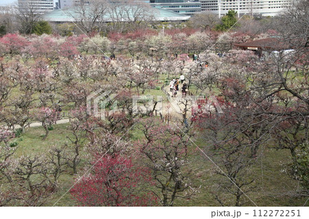 梅薫る大阪城公園の早春の風景 112272251