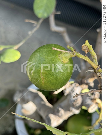 ベルガモットの実, Citrus bergamia ベルガモットの実, Citrus bergamia 112272404