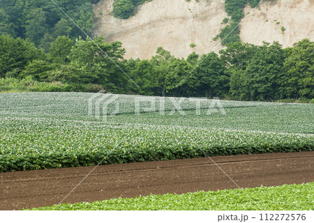 夏の花が咲いたジャガイモ畑 北海道黒松内町 夏の花が咲いたジャガイモ畑 北海道黒松内町 112272576