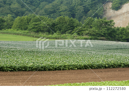 夏の花が咲いたジャガイモ畑　北海道黒松内町 112272580