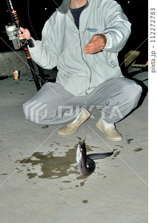 夜釣りでクロアナゴを釣った 夜釣りでクロアナゴを釣った 112272783