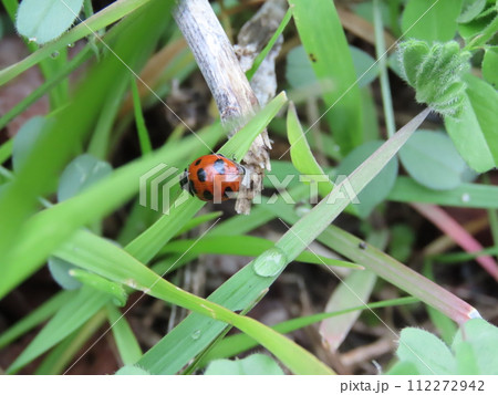 地面の葉っぱにとまるナナホシテントウ 地面の葉っぱにとまるナナホシテントウ 112272942