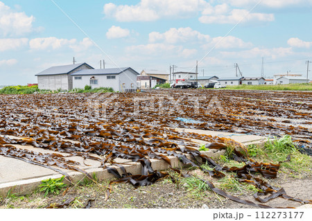 昆布干し中の北海道の昆布 昆布干し中の北海道の昆布 112273177