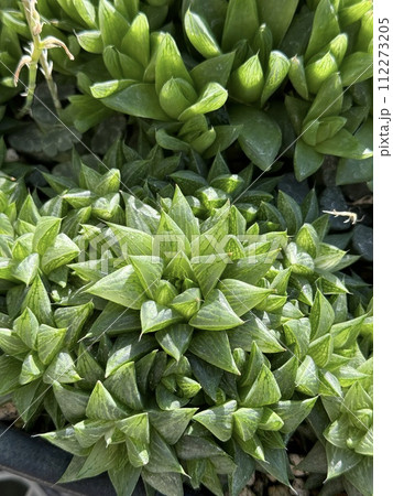 ツルボラン科の氷砂糖(ハオルチア), Haworthia turgida f. variegata ツルボラン科の氷砂糖(ハオルチア), Haworthia turgida f. variegata 112273205