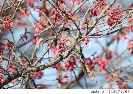 桜の木の枝にとまるヒヨドリ 桜の木の枝にとまるヒヨドリ 112273267