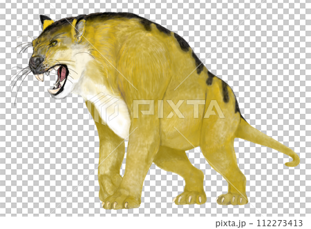 ティラコレオ 有袋の古代肉食獣 フクロライオン ティラコレオ 有袋の古代肉食獣 フクロライオン 112273413