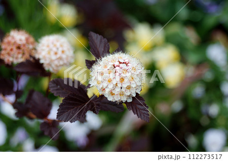 アメリカテマリシモツケ 112273517