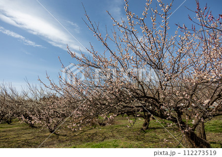 箕郷梅林 群馬県 箕郷梅林 群馬県 112273519