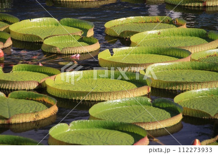 オオオニバス 112273933