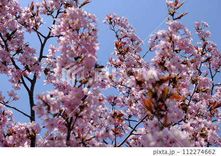 桜 112274662