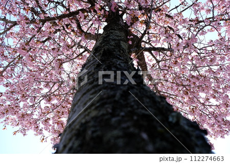 桜 112274663