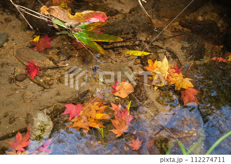 水辺の紅葉 水辺の紅葉 112274711