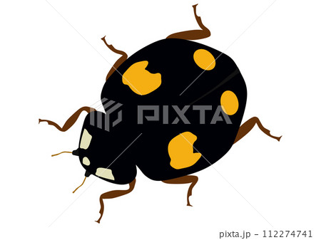 益虫の「ナミテントウ」四紋型  黒地黄四紋  下向き  斜め 112274741