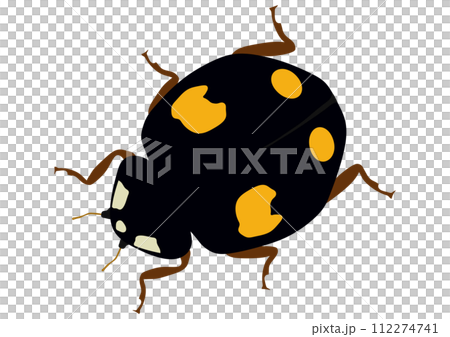 有益昆蟲「奈米瓢蟲」四紋，黑底四黃斑紋，朝下，對角線 112274741