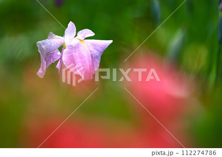 咲きそろったハナショウブを望遠レンズで撮影 112274786