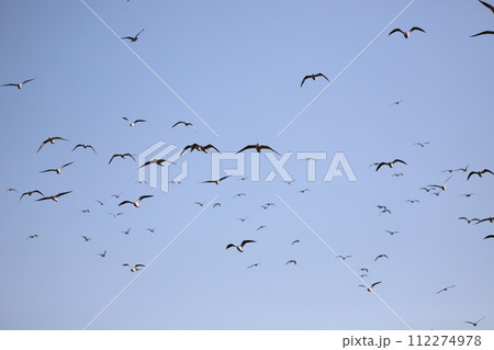 青空を飛ぶカモメの群れ 112274978