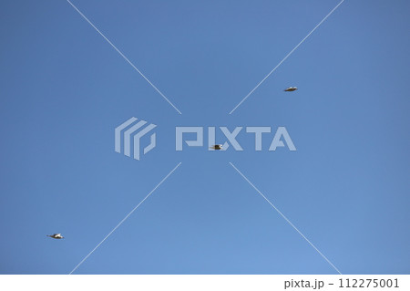 青空を飛ぶカモメの群れ 112275001