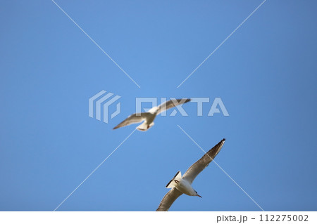 青空を飛ぶカモメ 青空を飛ぶカモメ 112275002
