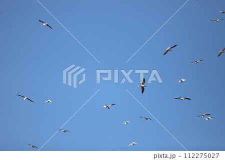 青空を飛ぶカモメの群れ 青空を飛ぶカモメの群れ 112275027