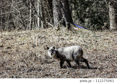 早春のカモシカ 112275061