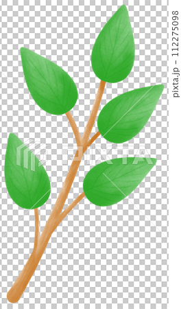 Fresh green leaves branch, Saint Patrick's day Fresh green leaves branch, Saint Patrick's day 112275098