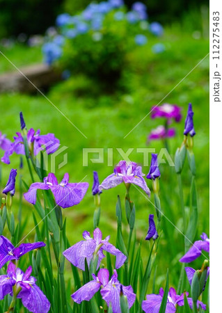 咲きそろったハナショウブを望遠レンズで撮影 112275483