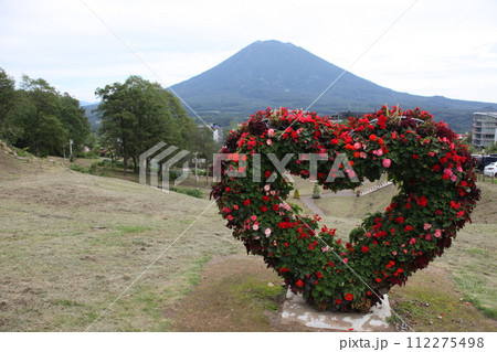 ハートの花と羊蹄山の風景_ニセコ 112275498