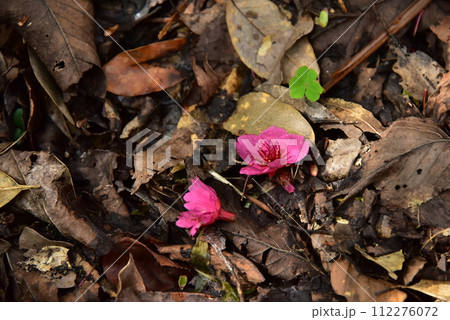 2024桜の花アレンジ 2024桜の花アレンジ 112276072